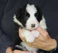 Black and white female 1 - available